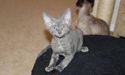 I have ONE beautiful Devon Rex kitten looking for forever home! One grey little boy left. This baby will be ready to go in November. He will have their 1st shots, dewormed, vet checked! You are responsible to neuter your kitten at the time recommended by