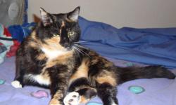 Dixie was left in our care suddenly when her owner moved out west with just three days? notice. A quiet but tremendously affectionate cat, we know she?s about three years old and has spent her entire lifetime indoors. She was used to the company of other