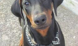I am selling my 7 mt. old Doberman-hes fully house trained and is great with kids. Listens well on or off leash.He needs to go to a good home. He is a large dog and is still growing, Phone 217-5853 if no answer call 549-3288--
$300.. obo