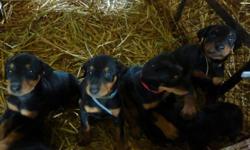 Hi,
     my doberman had 10 puppies and there are some left. Parents are not agressives at all !!! Beautiful !! Those dogs are actually at my home in Saguenay (Quebec) but my Godmother is bringing some of them close to Montreal in a fews days !!! Make it