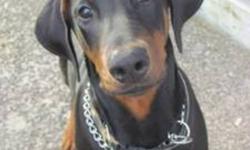 I'm selling my 8mnth old Doberman. He is house trained and great with children, he listens well on or off leash. He needs a good permanent home. He is a large breed dog and is still growing. $400 O.B.O