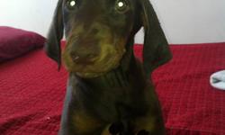 Pinschers puppies black & tan 1 female and 3 males rust and tan available. Puppies have already been dewclawed and tails docked. First set of shots and deworming will be done at 5 weeks.