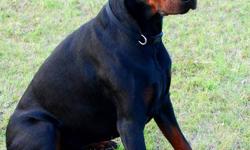 We have a 4 year old male Doberman for sale.
His ears are clipped and his tail is docked.
He is not neutered. He does not go around marking - (Could negotiate getting him neutered if preferred).
He is registered and comes from the United States, however