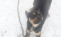 Needing to find my dog a new home a.s.a.p
He is an outside dog, but due to our growing family we need to re-home him. He doesn't get the attention he needs and deserves. He is a rottweiler x with husky. He is a great dog. Doesn't bark for no reason, has