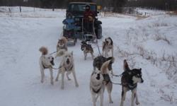 I have 11 sled dogs for sale, 8 siberians and 4 of them are Seppelas, and I have 3 that are siberian crossed with inuit dogs.  I have dog sled for 11 years and I am looking to sell all but for dogs. I will sell with mane leaders.  I would prefer to sell
