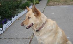 Free to a good home-a 7 1/2 yr old spayed female golden lab/malamute/possibly chow cross dog. All immunizations up to date. Is not good with men or other dogs. Would be most suitable for older lady as a companion-she is more of a loner-short periods of