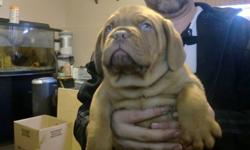 Pure breed Bordeaux pups for sale they are also called the french mastiff. Both mom and dad live in house and are family pets not out side dogs. We Have 6 pups left 5 males 1 female. All pups are needled and dewormed. Both mom and dad are in prefect
