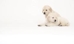 Drop Dead Gorgeous Golden Retriever Puppies.
We live in a century home in Cookstown.
Our puppies were featured on the CMT TV show Pick a Puppy. There were 7 in the litter. The dad Blue is very blond with a big block head. Mom Barkley is a beautiful
