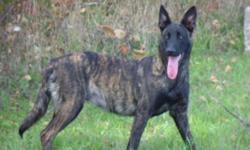The last 2 dutch shepherd puppies of the litter. They come vet checked, de-wormed, and first shots.
The fawn male is high energy and is always in motion, high prey drive, eager to learn, very focused.
The dark brindle female is loyal,