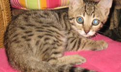 The Egyptian mau is the first original breed of cat. The mom of these kittens comes directly from Egyptian cats by way of Texas. She is a beauty. She is talkative and loves everyone that comes over. Maus have dark mascara around their eyes and a "who me??