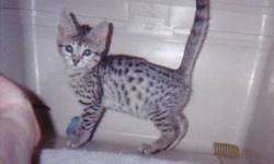 "The Egyptian Mau Cat" The only naturally spotted domestic cat in the world. Registered with "The Cat Fanciers Association".  We have available one male kitten born August 4th ready to go in November. One Cool bronze boy. We also have one silver spotted