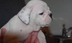 BEAUTIFULL ENGLISH BULLDOGS;  they are now only 7wks and they've had all their shots and been vet checked they will soon be ready for their new homes. only 1-female and a few little boys,one all white, awsome colors and wrinkles where they should be,dad