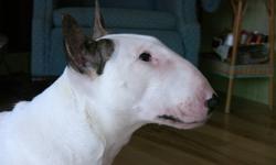 CKC registered bull terrier female, 18 months, white with classic eye patch, 54 lbs. Bred by one of Canada's top breeders. Both parents international champions. A magnificent example of the breed - perfect egg-shaped head profile, deep muzzle, broad chest