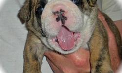 CKC Registered Bulldog Puppies
A healthy, bouncy litter of bulldog puppies arrived on the 25th of October! Both parents are Champions and health screened. Puppies come with lifetime breeder support, a one year health guarantee, microchip, first set of