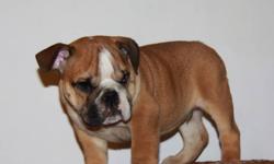 European Bllodline English Bulldog Puppies Ready to go this Weekend!!!
 
Puppies are Eurpoean Bloodlines, very compact,short legs with compact bodies, full of wrinkles with nice heads.
 
Our puppies come with 2 Vaccinations, De worming, Vet checked, Micro