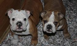 1 MALE LEFT PLEASE SEND YOUR NUMBER
REDUCED TO 1699$ WOW  !
WE HAVE WONDERFUL ENGLISH BULLDOG PUPPIES FOR CHRISTMAS ,,PLEASE SEND YOUR CONTACT INFO IF INTERESTED ,
MALES ONLY AVAILABLE !!!!!IN THE PICTURE ONE ON THE RIGHT IS AVAILABLE !!!!
PUPPIES ARE