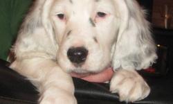 English Setter Puppies ready to go. One left. He is vet checked, has his first shots and de-wormed.
Both parents are on site, Lexy(mother) is CKC registered and Bandit(father) is from a line of renowned hunting dogs from Southern Ontario. These pics are