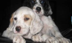 English Setter Puppies ready to go. Pups are going fast, only a couple left. They are vet checked, have first shots and de-wormed.
Both parents are on site, Lexy(mother) is CKC registered and Bandit(father) is from a line of renowned hunting dogs from