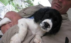 English Springer Spaniel puppies.
1 male black and white
1 female liver and white
Field springers are vet checked, needled and dewormed.
Ready to go now! Parents on site. I will send pics!