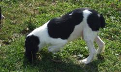 English Springer Spaniels
Two purebreed males for sale
call 905-774-3286
