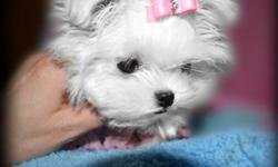 We have a video of her on our website www.fcspreciousyorkies.com
TINY SNOW FLAKE IS A VERY EXTREME ....BABY DOLL FACED MALTESE...SHE HAS THE MOST GORGEOUS LITTLE FACE EVER ! VERY SHORT NOSE, BIG EYES, SHE MEASURES 3.5 INCHES LONG BY 3.5INCHES TALL! SHE IS