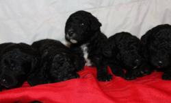 Gorgeous- hypo-allergenic-perfect family pet
Their father is Domino a miniature poodle stud that weighs 10lbs--He is a stud from PawPaw poodles--you can meet him on their website. Their mother is our own F1b Standard Labradoodle Dusty--she is a beautiful