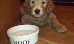 Unique CAFE coloured male labradoodle puppy.
Fleece coat which is allergy friendly and non-shedding.
Full vet. health check, vaccinated and dewormed.
New puppy pkg., 2 yr. health guarantee and breeder support.
Lovingly raised in our family home, and well