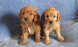 I have a litter of Second-Generation Miniature Goldendoodles for sale.
 
They have been vaccinated and dewormed twice.
 
They are paper-trained and kennel-trained. They are ready to go and can be seen in Mitchell if interested.
 
 Microchip, food,