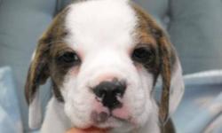 Beautiful bridle boglen puppies!! There is only one male and female ready to go. Each has deworming, vaccination, health warranty, health records and puppy starter kit.
Their mom is a Beagle and dad is a Boston Terrier! The beefy boy will mature around