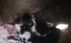 4 farm kittens for free!!!! Ready to go in 2 weeks
This ad was posted with the Kijiji Classifieds app.