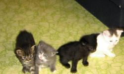Farm raised kittens to give away ! 2 kittens are all black  2 kittens are grey & two are mixed tabby's . adult pure black avalible too.
the mothers are good mousers . MUENSTER SK.
ph 1-306-682-0752.
 or 231-6256