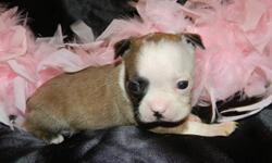 This little sweetheart is a fawn and white Boston Terrier.  Fawns bred to any colour will produce brindle, so if you want a quality dog that produces colour, take a look at her.  Deposit of $300 is required to hold.  Can work with clients on payments, but