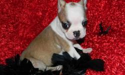 This unique little dude is a fawn and white Boston Terrier.  Fawns bred to any colour will produce brindle, so if you want a quality dog that produces colour, take a look at this little man.  Deposit of $300 is required to hold him.  Can work with clients