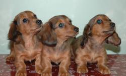 Three females available, 1 shaded red, 2 red dapple. $500 each
Quality miniature dachshunds
Family raised with care and love
Our puppies will be up to date
On all vaccinations and worming.
New owner get a puppy with a health record, Puppy crate, and a