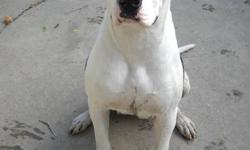 Beautiful almost 1 year old female American Bulldog named Spot.
She is up to date with her shots and went through training class through K9 services in Essex. She is not fixed since we were planning on breeding her once. We are unfortunatly not going to