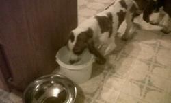 I have a female Basset Hound named Ellie.  She was purchased for potential breeding but I have since decided not to do so.  She is Brown and white and is not fixed.  She is used to a large play area and needs lots of exercise.  Dont let her small stature