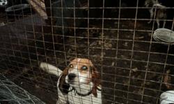 2 coming 3 year old beagle female. Not spayed. Recently acquired as a hunting dog but shows no real interest. Not fair to her as she would be better suited as a house dog.
 
Would like to get $100.