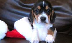 1 Female Beagle Puppy, with first needles & dewormed, ready for new home on 6th of January. Beagles are great family pets, very even temperment & great with children. Mother has papers, father does not. Mother is 3 yrs, Father is 1.5 yrs, This is the