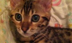 Hello,
I have a female Bengal kitten that needs rehoming! She is not fixed she will be great for breeding! Contact me for more info! Thanks!!!
This ad was posted with the Kijiji Classifieds app.