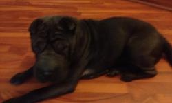 Bella the ball is a beautiful black Unaltered female shar pei. She is a very healthy adult canine and is Fully up to date with shots. Microchiped and comes with papers. purebred MiWay, Sharpei. She needs a lot of exercise and love and attention. Should go