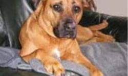 We are a retired couple and searching for a Boxer Lab mixed breed puppy under 1 year old to replace Cedar (see photos) whom we dearly loved and lost at the age of 13.
Our new family member will be thoroughly exercised each day hiking and XC skiing with