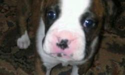 Female Boxer Puppy PICK OF THE LITTER, (natural tail) will have health check first needle and dewormer  on December 13th and then ready for her new home for Christmas!!! 
 
Wont you please welcome her home to your family? 
 
Boxers are great family pets &