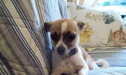 I have a sweet little girl looking for her forever home.  She is a tri coloured chihuahua who I believe has just a touch of pug (curly tail).  She very small at 5lbs.  I rescued her when she became pregnant accidentally at only a year old.  We found