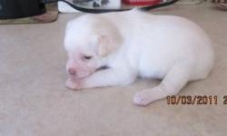 DAD IS PURE CHIHUAHUA. MOM IS A CHIHUAHUA/SHIH TZU CROSS.
PRICE INCLUDES VET CHECK, WORMING AND FIRST SHOTS. READY TO GO IN 6 WEEKS. HOUSE TRAINED. SHE COME WITH A STARTER KIT. A $100 DEPOSIT IS REQUIRED TO HOLD YOUR PUPPY. MOM AND DAD'S PICTURES ARE
