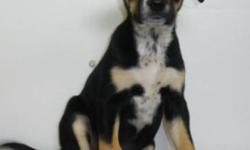 Breed: Australian Cattle Dog (Blue Heeler) Rottweiler
 
Age: Young
 
Sex: F
 
Size: L
We were brought to the shelter with our mom and dad. There are 8 of us and we are about 11 weeks old. We are healthy and playful and have had our first needles. We are