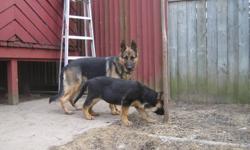 Pure breed female german shepherd puppy, 4 month old,both parents are on side. 647 220 6888. Thanks.