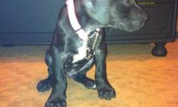 Very cute and adorable little thing she is! gREAT DANE FEMALE PUPPY with a black coat with a white mantle. Sophie is only 4 months old. She loves to play tug-of-war with you with her toys, outside on the grass and with kids. She will make a perfect family