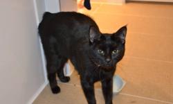 Dear friends, our cat is looking for a new loving home. We recently had a baby and can no longer able to keep a cat. Cats name is Puma, she is about year and a half old very playful and smart. She is all black MANX breed ( no tail) and not neutered. She