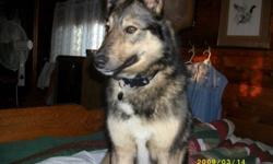 Milly is a Female Norwegine Elkhound Cross Shepard. She is approx.2.5 years old. I have had her for about a year now. It is hard and devistating to let such a great dog go but under some curcomstances and rules i have to. I hoping to find her a loving and