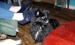 I am a female Pomeranian who needs a forever home. I am peepad trained. Full grown love children and adults. I like being cuddled pet and played with. I have had my first shots have been dewormed and vet checked.
